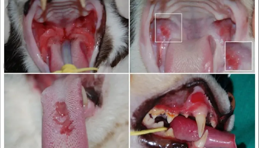 Katzen mit Calicivirus zeigen oft wunde Mäuler und Zungen. Die Lebenserwartung einer Katze mit Calicivirus hängt von der Schwere der Infektion ab.