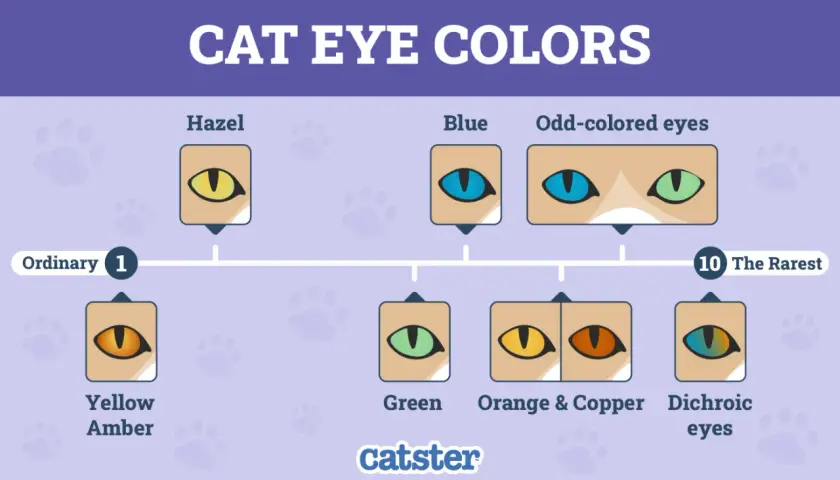 Chart of cat eye colors, showing ordinary types like yellow, amber, hazel, blue, and green, plus rarer odd-colored and dichroic eyes.