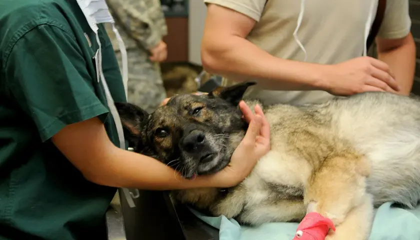Veterinario acaricia a un perro con pata vendada, en un momento de calma antes de cumplir los requisitos para sacrificar un perro.