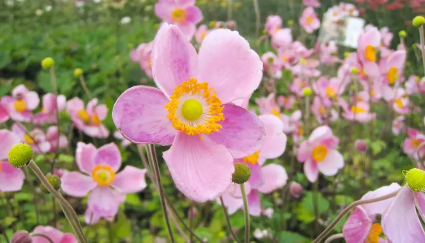Gros plan sur une **anémone fleur** rose pâle aux pétales délicats et au cœur jaune vif. D'autres fleurs similaires parsèment le fond verdoyant.