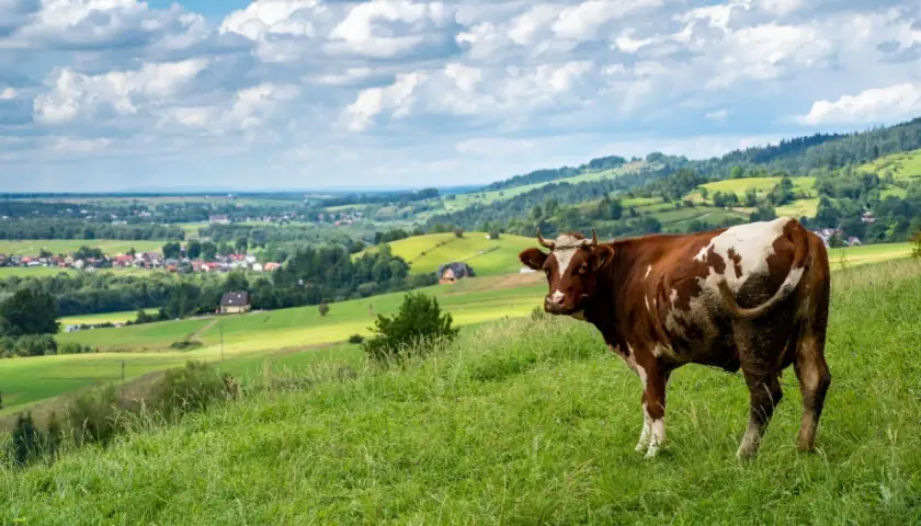 Brązowo-biała krowa na zielonym wzgórzu, w tle malowniczy krajobraz z wioską i lasami. Widok z przełęczy Snozka.