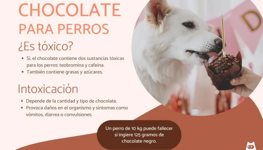 Un perro blanco lame un muffin de chocolate. El texto advierte: "qué pasa si mi perro come chocolate", es tóxico por teobromina y cafeína.