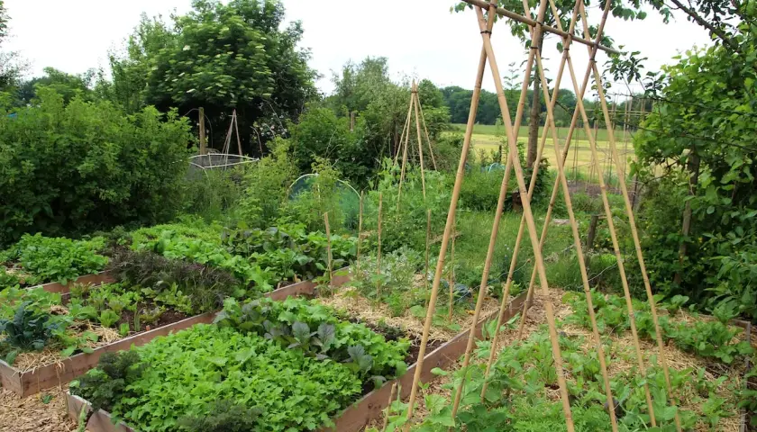 Üppiger bio garten mit Hochbeeten voller Salat, Grünkohl und Bohnen, gestützt von Bambusgestellen.