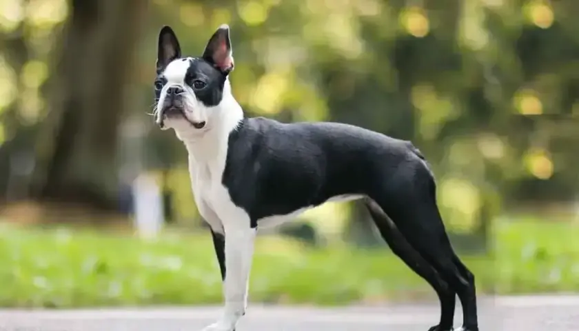 Elegancki boston terier w czarno-białej szacie stoi na tle zieleni.
