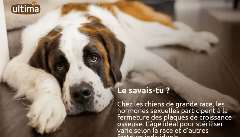 Un Saint-Bernard se repose. Saviez-vous que l'âge idéal quand stériliser chienne de grande race dépend de sa croissance osseuse ?
