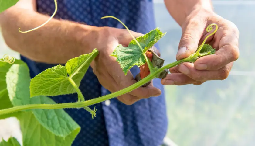Mains d'un jardinier taillant une tige de concombre avec des ciseaux. La taille du concombre est essentielle pour une bonne croissance.