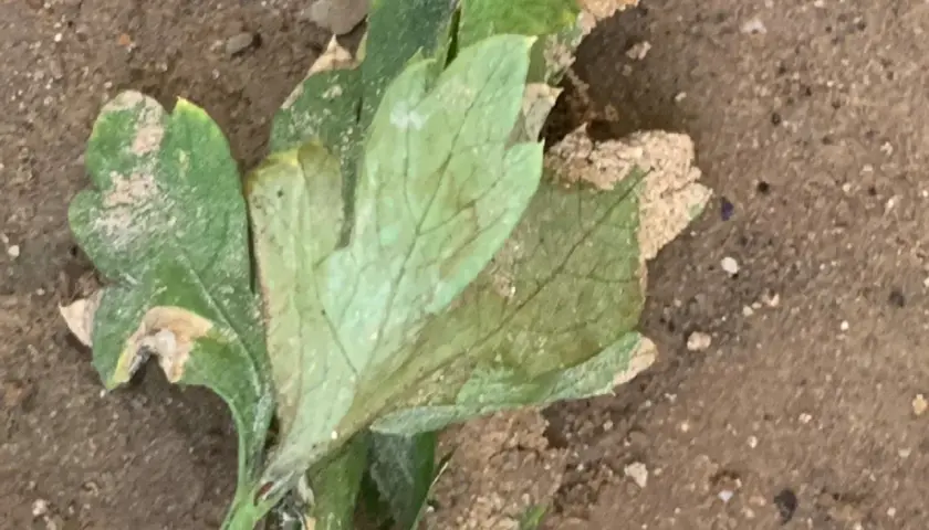 Foglie di prezzemolo con macchie marroni e biancastre, possibili segni di malattie del prezzemolo, su terreno sabbioso.