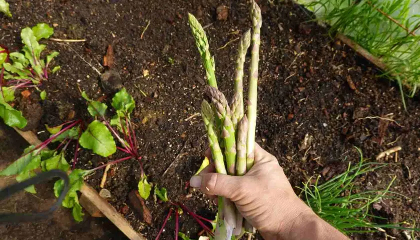 Main d'un jardinier tenant une botte d'asperges fraîchement cueillies, signe d'un bon entretien de la culture.