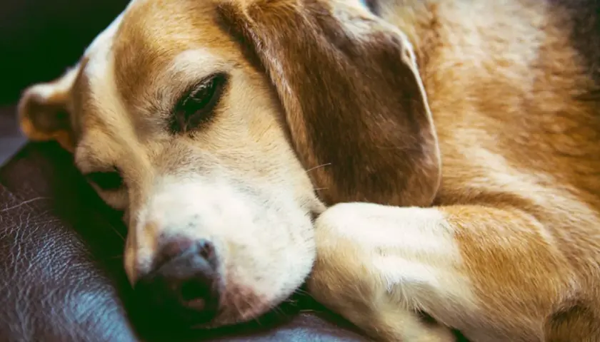 A beagle rests its head on its paws, eyes partially open. Do dogs sleep with their eyes open? This sleepy pup seems to be proving it's possible.