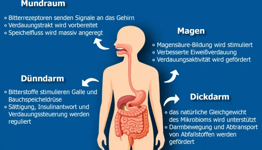 Grafik zeigt, was Bitterstoffe im Körper bewirken: Sie bereiten den Verdauungstrakt vor, regen Speichelfluss an, fördern Magensäurebildung und unterstützen das Mikrobiom.