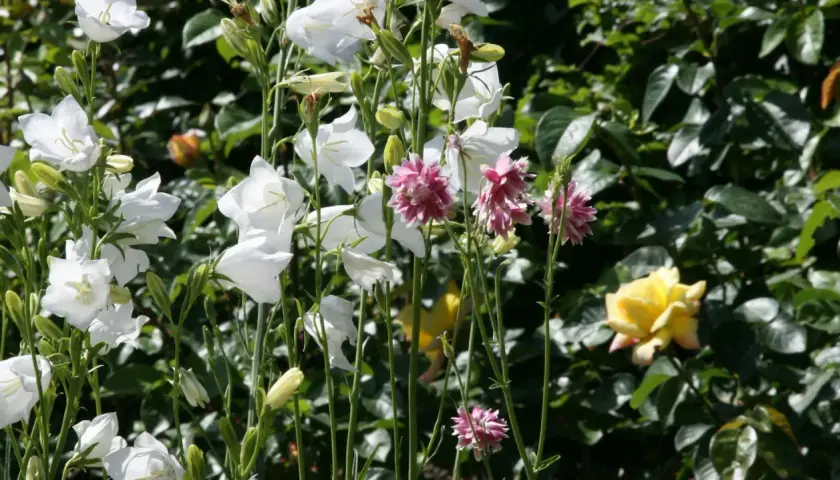 Weiße Glockenblumen und rosafarbene Akelei blühen im Garten. Ein schöner ballonblume standort.
