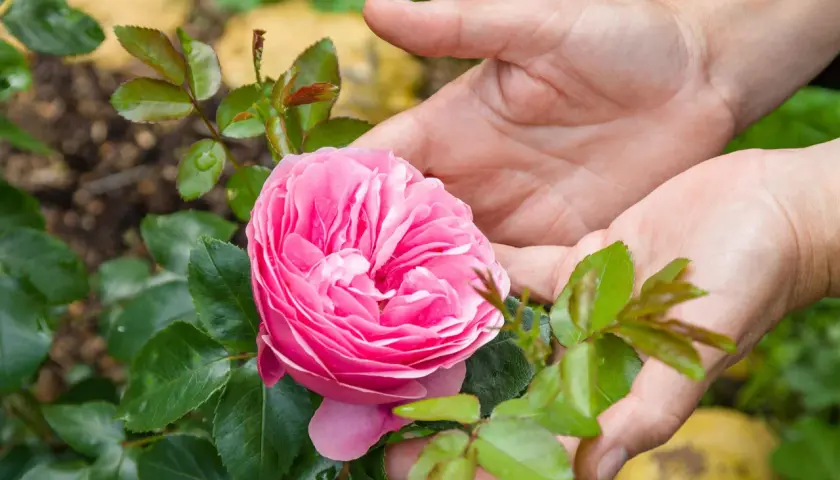Mains tenant une rose rose épanouie, avec des feuilles vertes et du terreau rosier en arrière-plan.