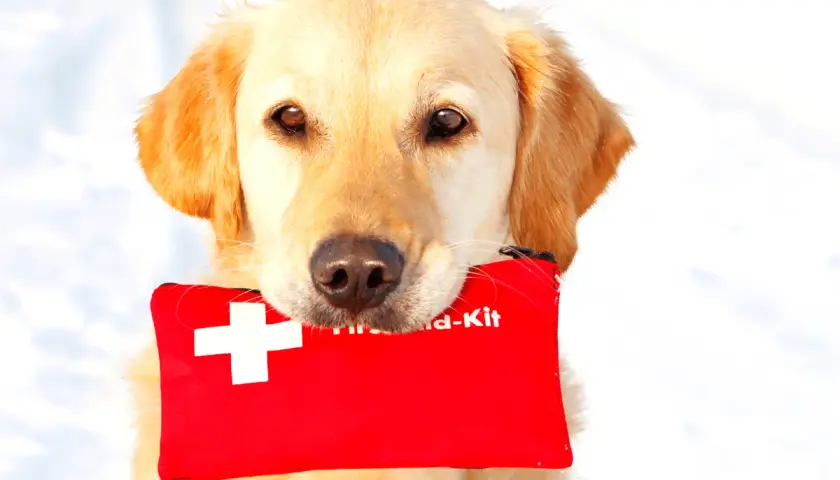 Złoty retriever z apteczką w pysku, gotowy do pomocy. To idealny zestaw, gdy potrzebny jest tribiotic dla psa.