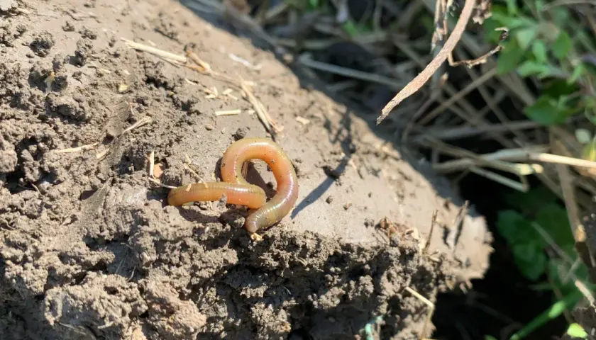 Czerwony robak na wilgotnej ziemi, otoczony suchymi trawami i zielonymi liśćmi.