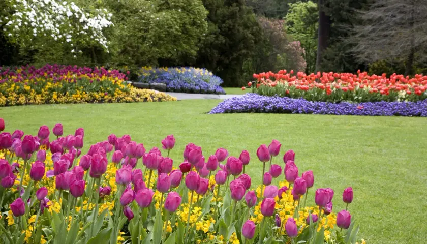 Un prato verde con aiuole di tulipani rosa, gialli, rossi e blu. Si possono lasciare i bulbi di tulipano nel terreno per fioriture future.