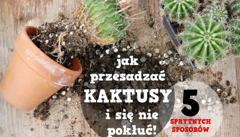 Jak przesadzić kaktusa, by się nie pokłuć? Na drewnianym blacie leżą kaktusy, doniczka i ziemia.