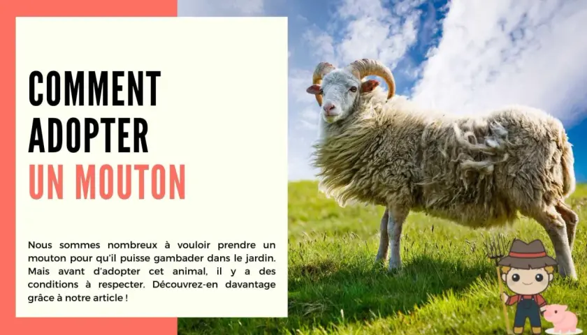 Un mouton à cornes se tient dans un pré verdoyant. L'image suggère comment adopter un mouton.