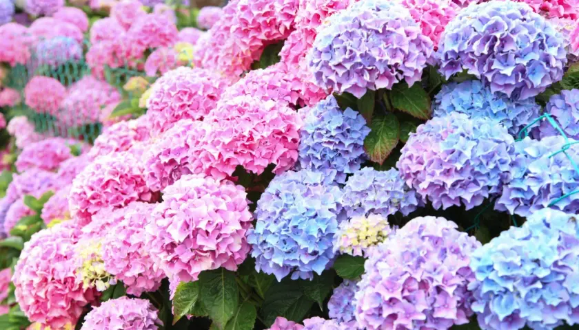 En frodig rabatt med rosa och blå hortensia utomhus. Blommorna bildar stora, runda klasar som täcker nästan hela bilden.