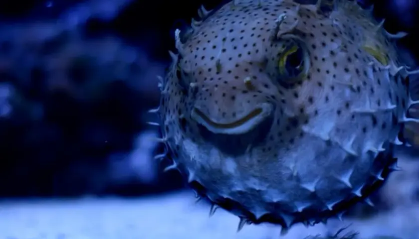 Rozkoszna ryba rozdymka z kolcami, jedna z wielu atrakcji w gdańskim oceanarium, uśmiecha się do odwiedzających.