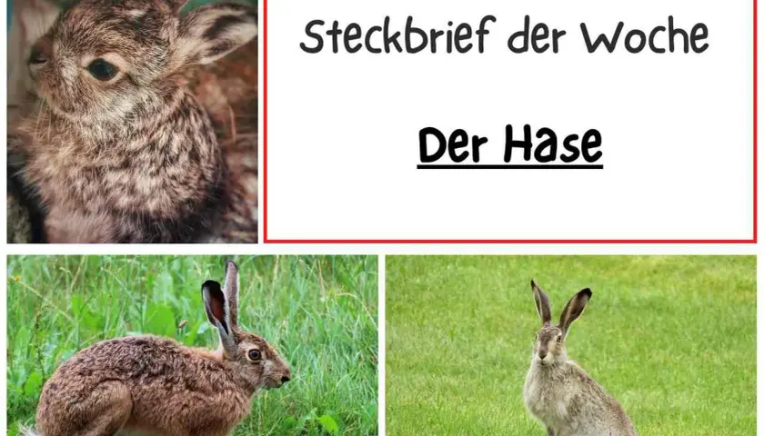Steckbrief der Woche: Der Hase. Ein süßer Hase im Nahaufnahme, ein Feldhase im Gras und ein weiterer Hase auf einer grünen Wiese.