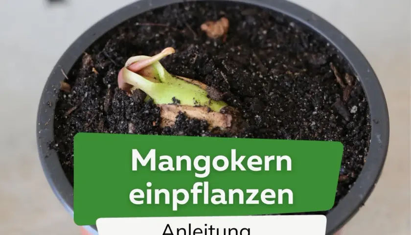 Ein junger Mangokern keimt in Erde. Anleitung zum Mangokern einpflanzen.