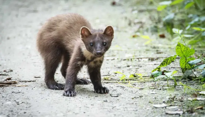 Młoda, ciekawsko wyglądająca kuna na ścieżce w lesie. Jej ciemne futerko i bystre oczy przyciągają uwagę.