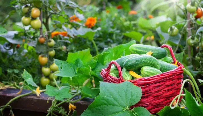 Frisch geerntete snackgurken liegen in einem roten Korb im Hochbeet, umgeben von Tomaten und leuchtend orangefarbenen Blüten.