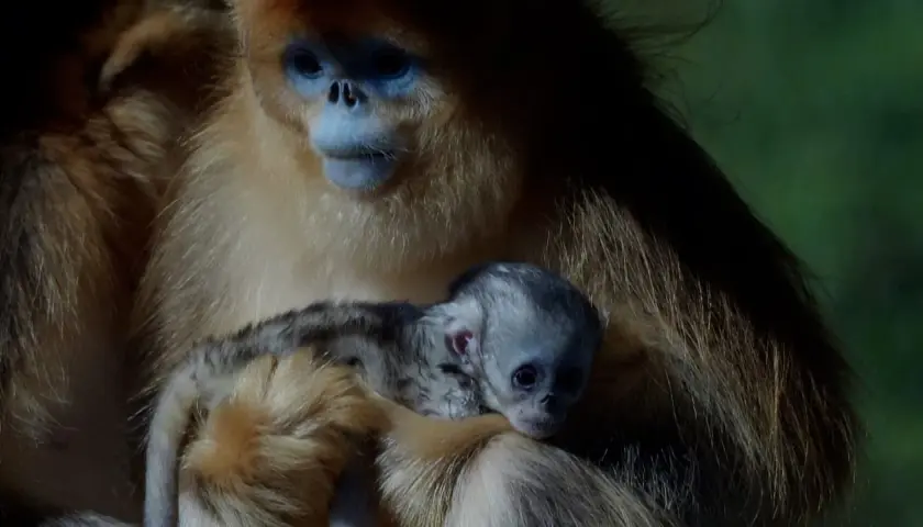 Un tierno mono de nariz chata, con su cría acurrucada, muestra la dulzura de la maternidad en la naturaleza.