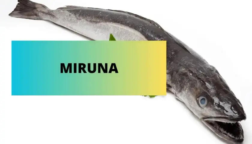 Miruna co to za ryba? Długi, ciemny dorsz morski, idealny na obiad.