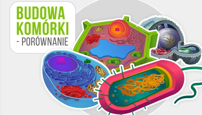 Jak wygląda komórka roślinna? Zaskakujące cechy i struktura komórki