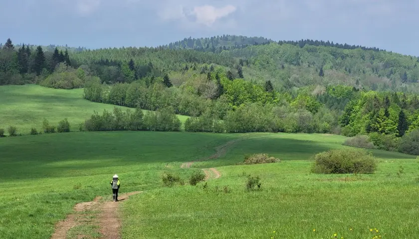 Osoba w kapeluszu idzie ścieżką przez zielone łąki. W tle lasy Beskidów, część czerwonego szlaku beskidzkiego.