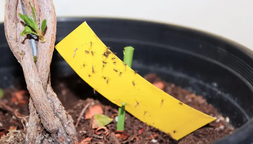 Un piège jaune collant attire de nombreux moucherons près des plantes en pot.
