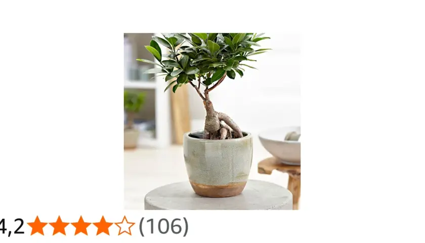 En vacker ficus microcarpa ginseng bonsai med tjocka rötter i en grå kruka.