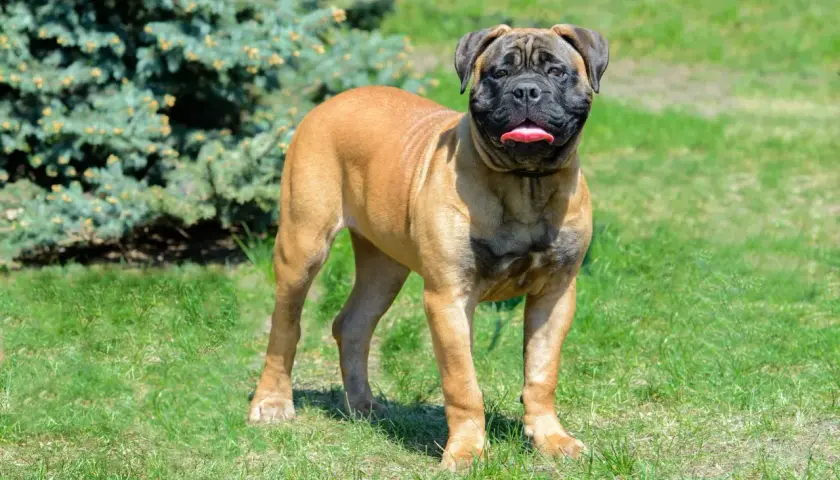 Ein stattlicher Bullmastiff steht auf einer grünen Wiese vor einem Nadelbaum. Seine Zunge hängt heraus, er scheint zufrieden.