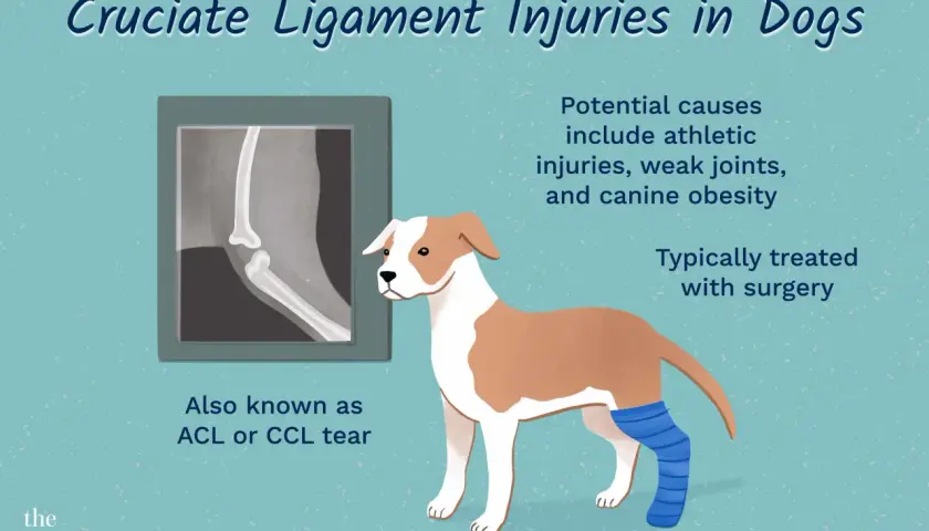 Illustration of a dog with a bandaged leg, next to an X-ray of a dog's knee. Text explains cruciate ligament injuries in dogs, also known as ACL or CCL tear.