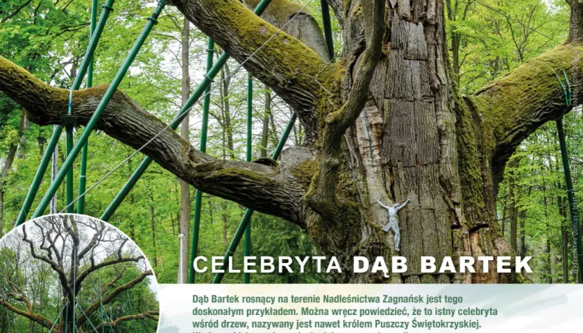 Dąb Bartek, król Puszczy Świętokrzyskiej, ma setki lat. Jego potężne konary, wsparte zielonymi stelażami, świadczą o jego wiekowości.