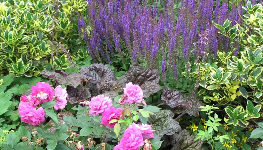 Moderne Beet-Ideen: Rosa Rosen, violette Salbei und bunte Blätter harmonieren in diesem üppigen Garten.