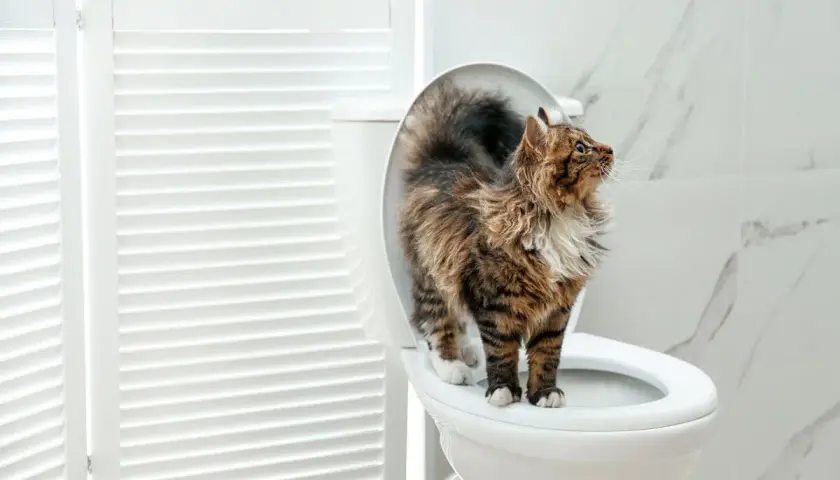 Gato curioso en el inodoro. ¿Será que los **olores para que los gatos no orinen** funcionan?