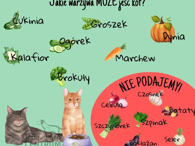 Owoce dla kota: Co bezpieczne, a co śmiertelnie groźne?