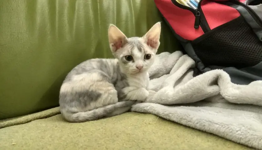 Gdzie kupić koty Devon Rex w Lublinie - hodowcy i dostępność