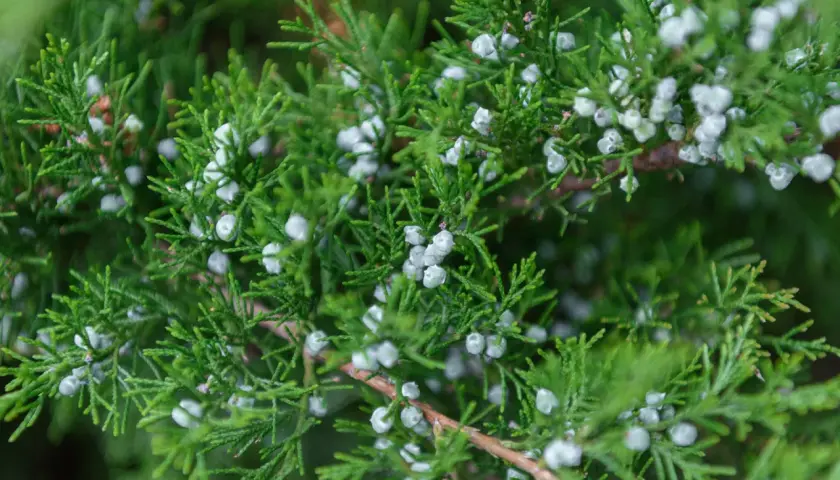 Ramas verdes de enebro con pequeñas bayas blancas, donde se produce el polen.