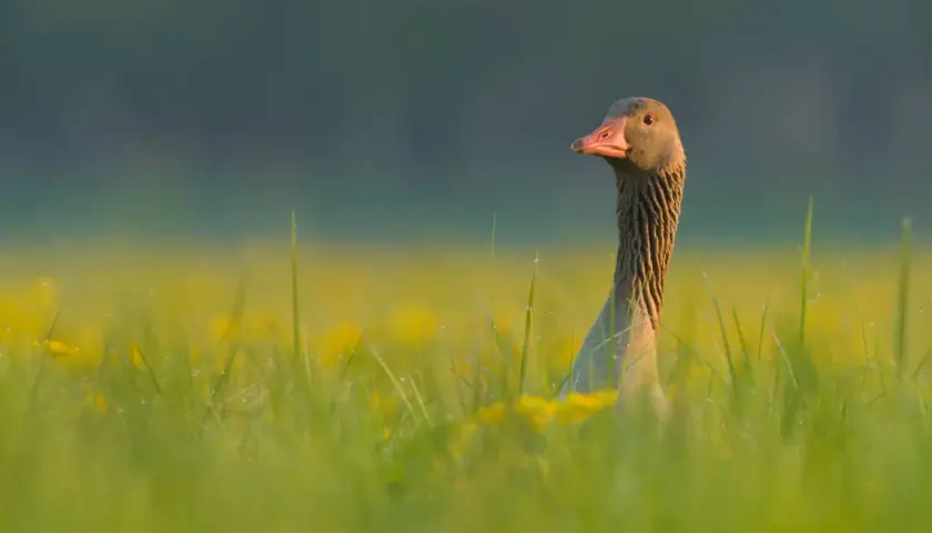 Gęś gęgawa w trawie, z kroplami rosy. Zastanawiasz się, ile waży gęś gęgawa?