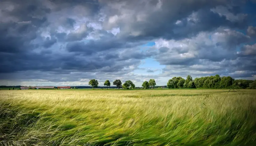 Wiatr faluje na polu zboża, w tle widać zabudowania i drzewa. To piękny krajobraz, który przypomina o darowiźnie ziemi rolnej od rodziców.