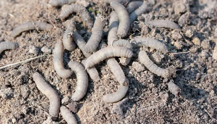 Un groupe de gros vers blancs se tortillent dans la terre meuble, prêts à dévorer les racines.