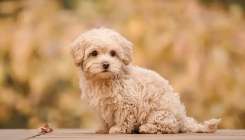 Uroczy, dorosły maltipoo o kremowym futerku siedzi na drewnianej desce, otoczony jesiennymi liśćmi.