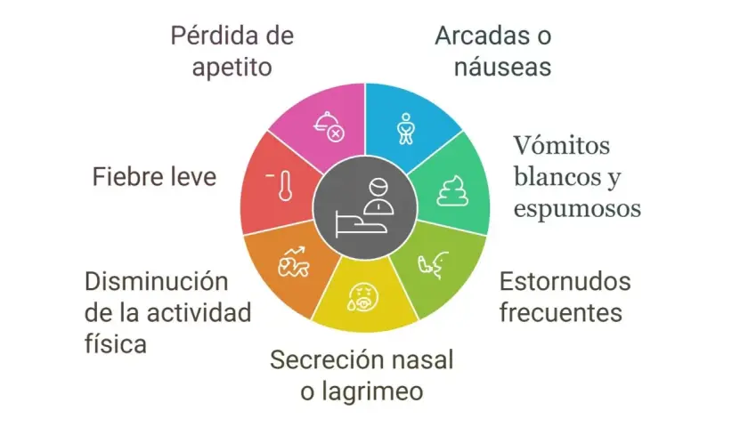 Síntomas de la tos de las perreras: pérdida de apetito, fiebre, disminución de actividad, secreción nasal, estornudos, vómitos y arcadas.