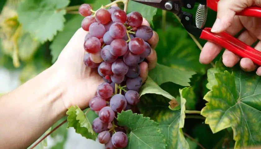 Eine Hand hält eine reife Traube, während eine Schere angesetzt wird. So wachsen Weintrauben – von der Blüte zur Ernte.