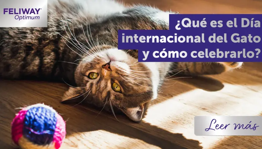 Gato tumbado boca arriba, listo para celebrar el Día del Gato. Un juguete de lana rosa y azul a su lado.