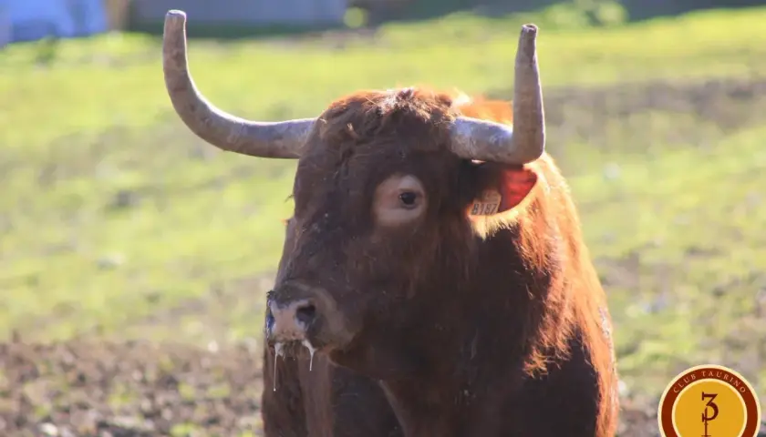 Toro bravo de pelaje castaño, con cuernos curvados y un número de identificación en la oreja. miguel reta, listo para la acción.