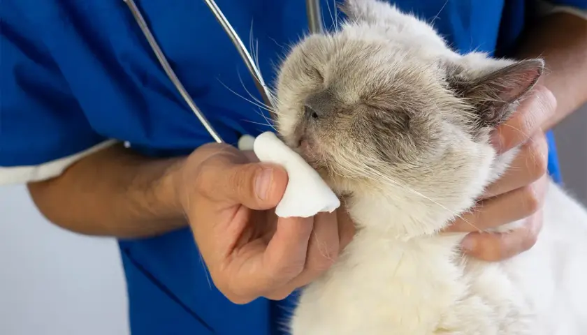 Weterynarz delikatnie przemywa pyszczek kota, stosując domowe sposoby na koci katar.